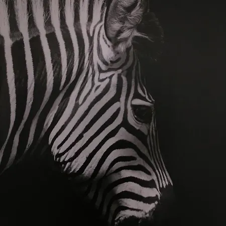 Miętowa Zebra *